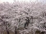 �Ƃ̃x�����_����̒��߁I���J�ł�