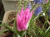 �Ԃт炪�Ƃ������`���[���b�v�@