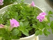 �T�t�B�j�A