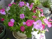 �T�t�B�j�A�@��������Ԃ��炫�܂���