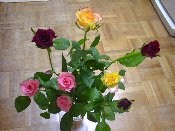 ��l�����ꂽ�o���̉ԑ��I