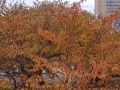 �Б�̍��̖؂��g�t���Ă��܂�