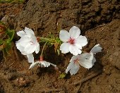 �؂̍����ɍ��̉Ԃ������܂����I