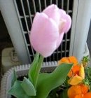 �s���N�̃`���[���b�v