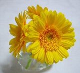 ���F�̃K�[�x��