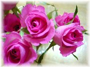 �s���N�̃o��