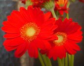 �Ԃ��K�[�x��